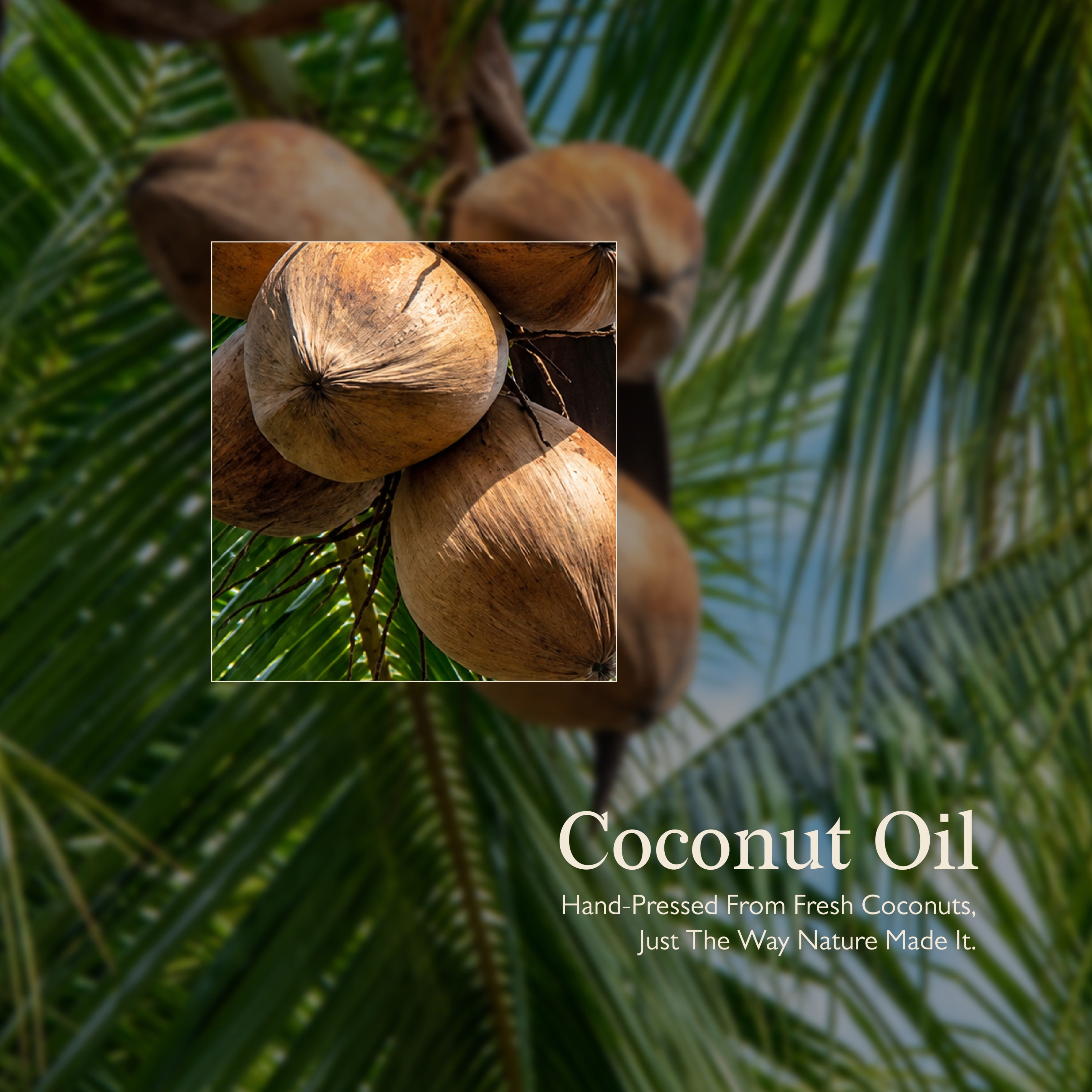 Cold Pressed Coconut Oil