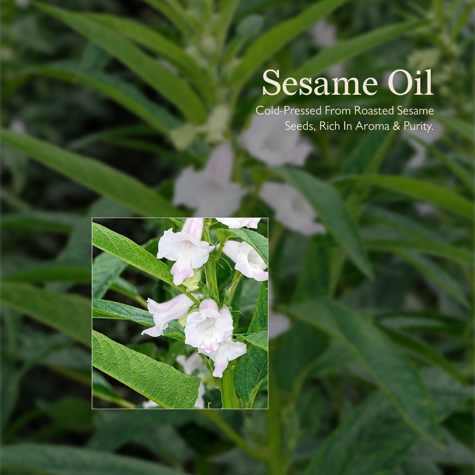 Cold Pressed Sesame Oil