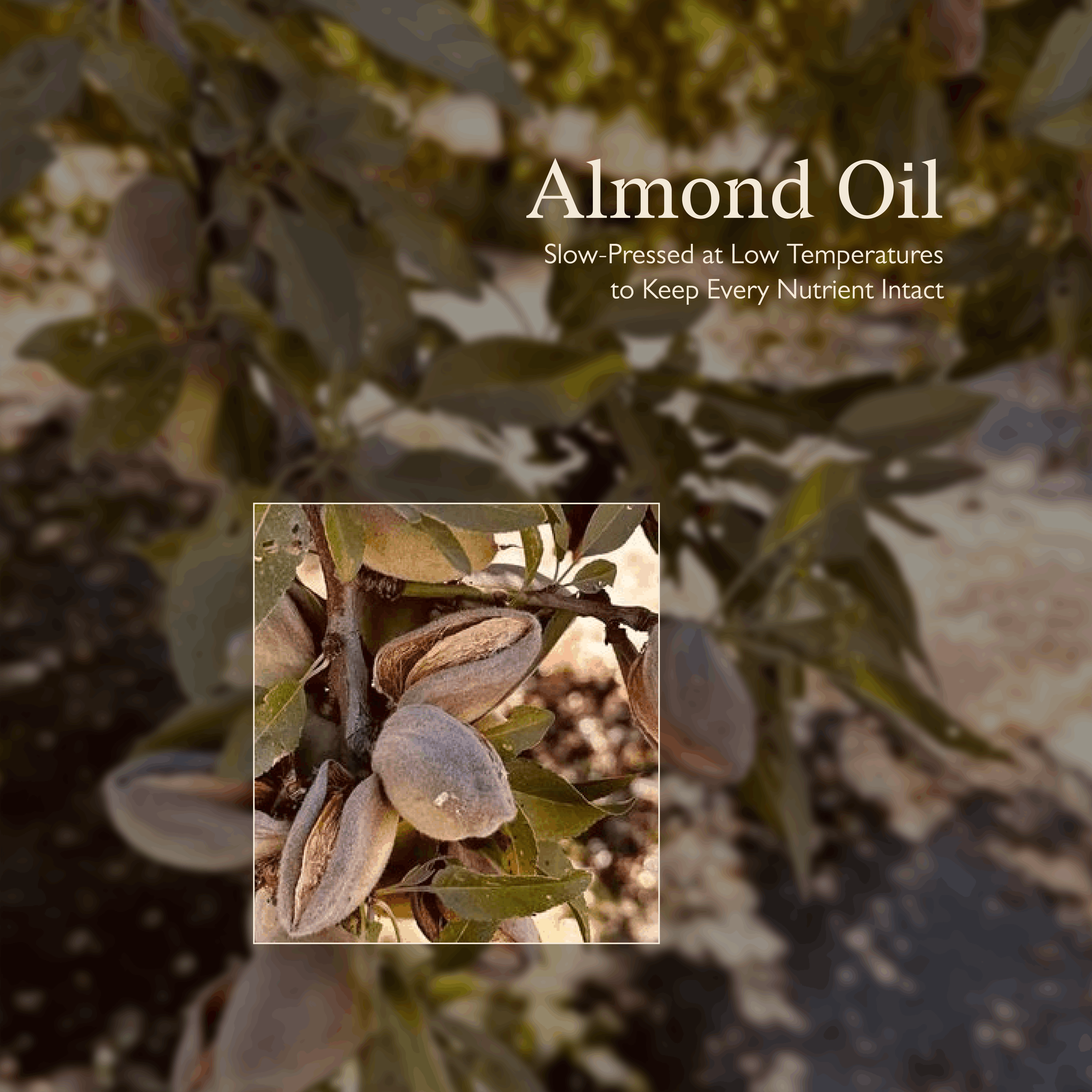 Cold Pressed Almond Oil