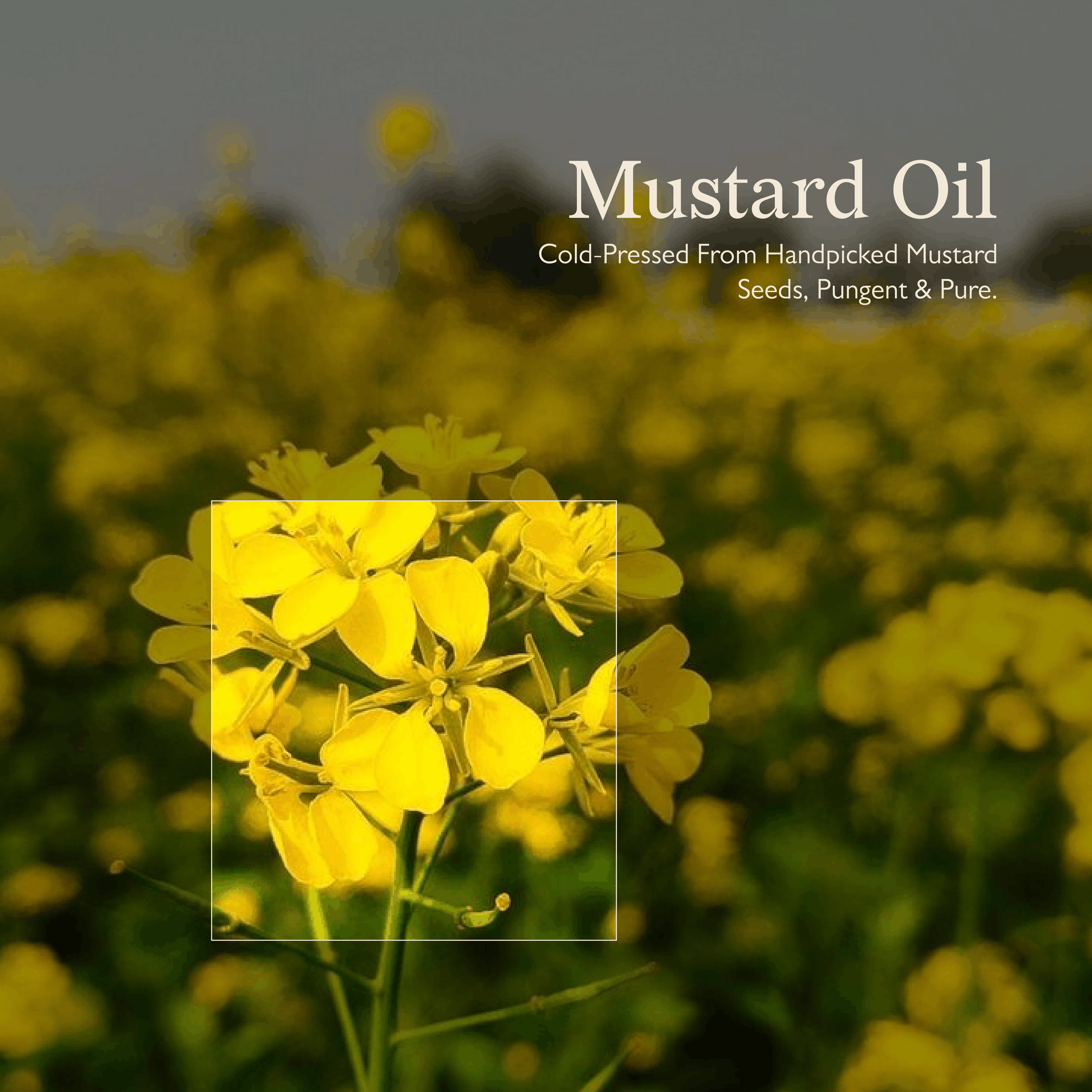 Cold Pressed Mustard Oil