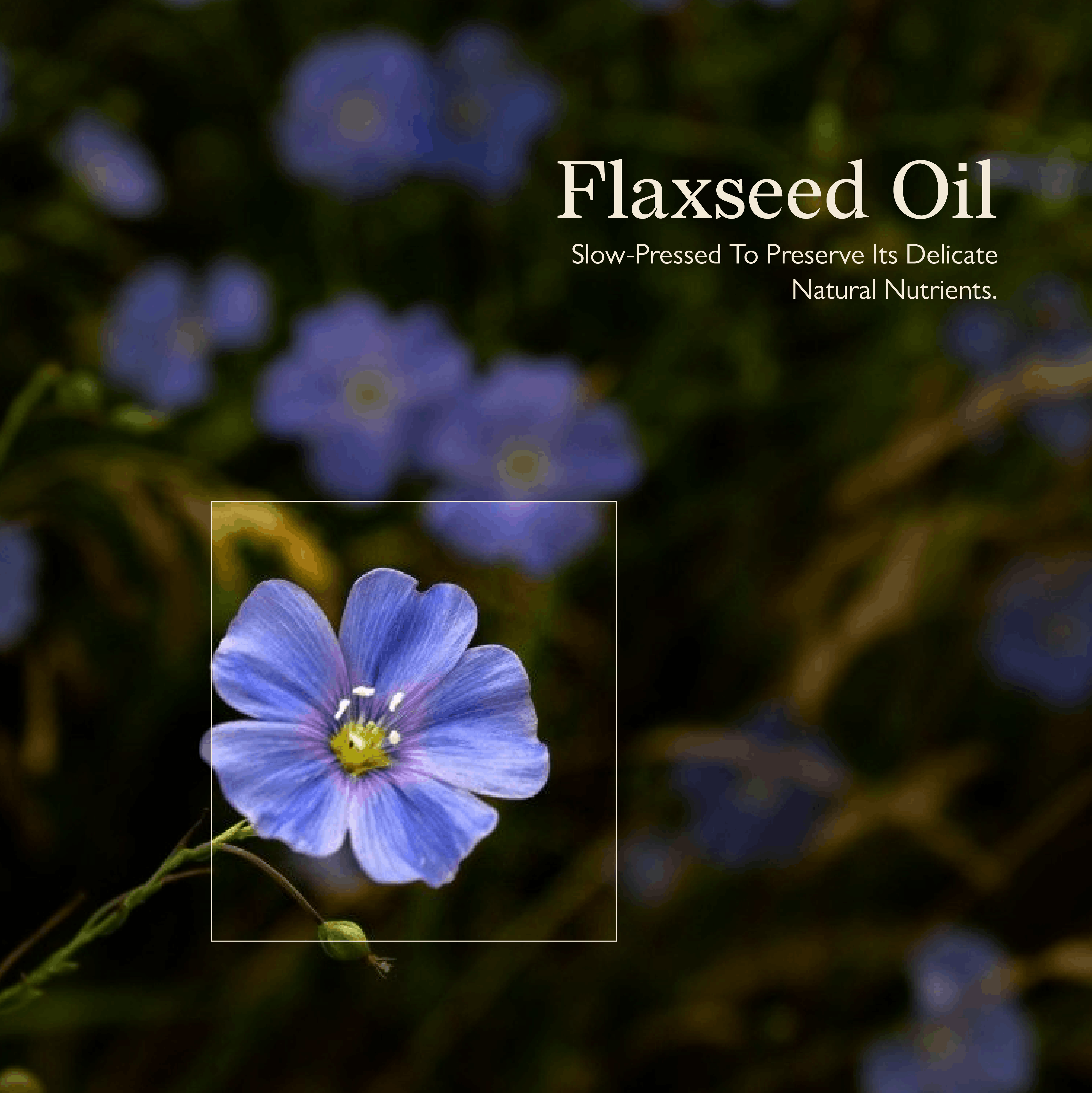 Cold Pressed Flaxseed Oil