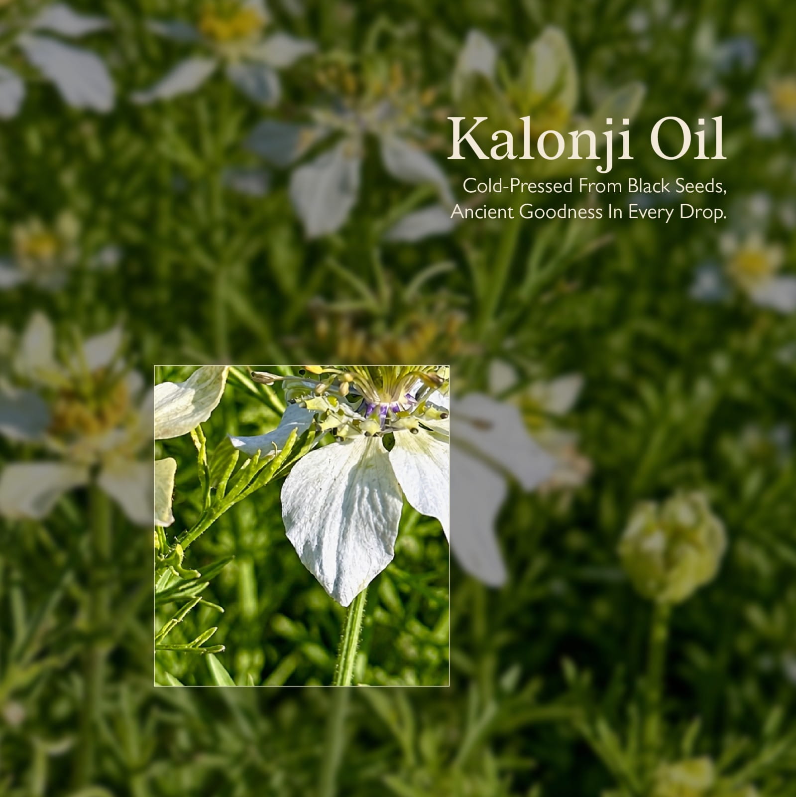 Cold Pressed Kalonji Oil